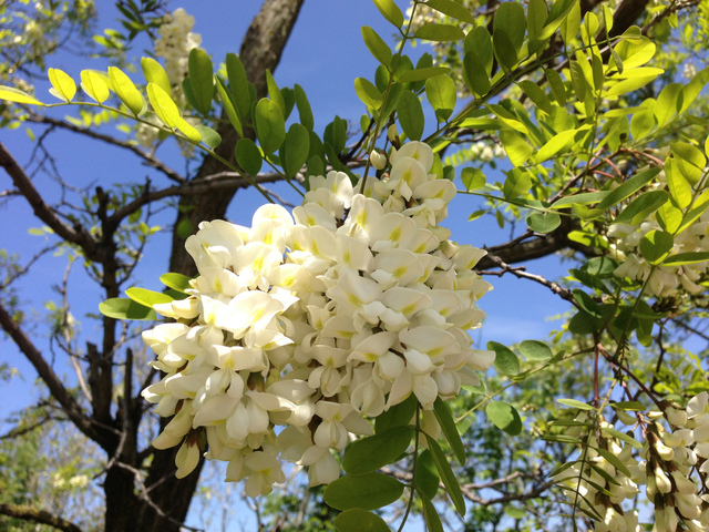 Fleur acacia robinier
